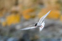 Antarctic Tern