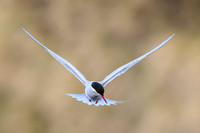 Antarctic Tern