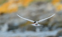 Antarctic Tern
