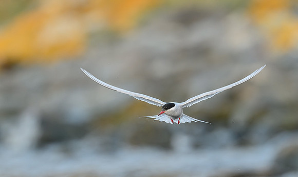 Antarctic Tern