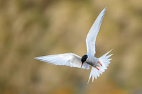 Antarctic Tern