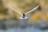 Antarctic Tern