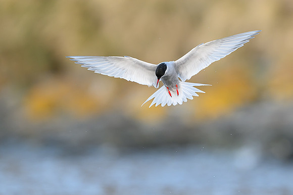 Antarctic Tern