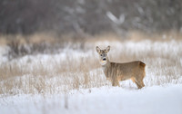 Roe deer / Sarna