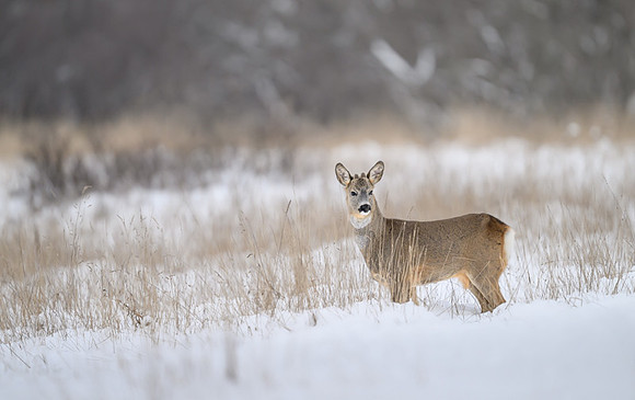 Roe deer / Sarna