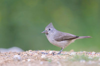 Oak Titmouse