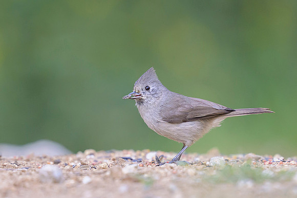 Oak Titmouse