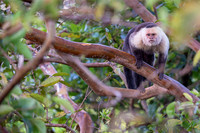 White-faced Capuchin