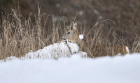Roe deer / Sarna