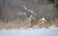 Roe deer / Sarna
