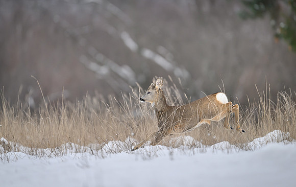Roe deer / Sarna