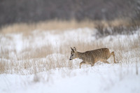 Roe deer / Sarna