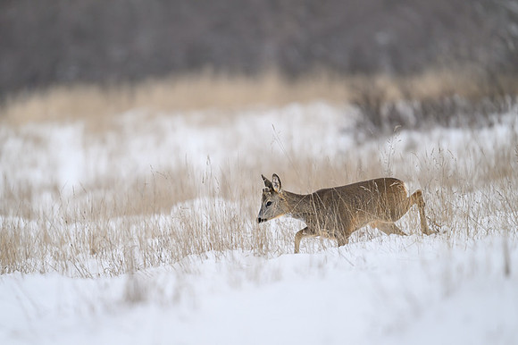 Roe deer / Sarna