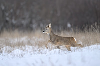 Roe deer / Sarna