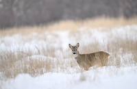 Roe deer / Sarna