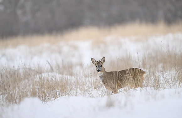 Roe deer / Sarna