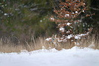 Roe deer / Sarna