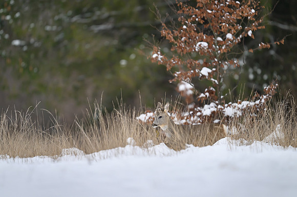 Roe deer / Sarna