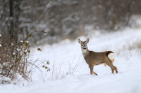 Roe deer / Sarna
