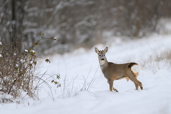 Roe deer / Sarna