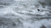 White-capped Dipper