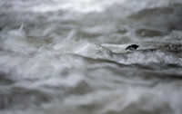 White-capped Dipper