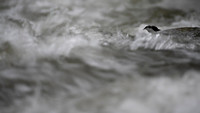 White-capped Dipper