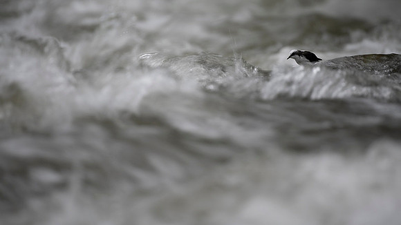 White-capped Dipper