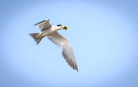 Large-billed Tern