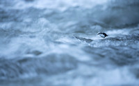 White-capped Dipper