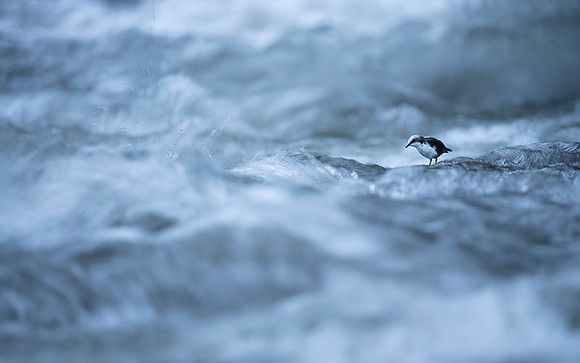 White-capped Dipper