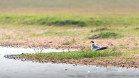 Large-billed Tern