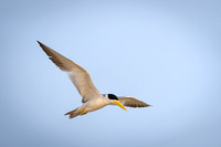 Large-billed Tern