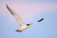 Large-billed Tern