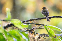Tufted Flycatcher