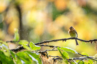 Tufted Flycatcher