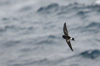 Wilson's storm petrel
