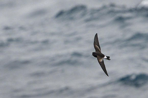 Wilson's storm petrel