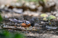 Spotted Towhee