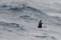 Wilson's storm petrel