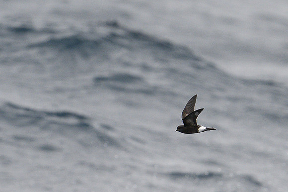 Wilson's storm petrel