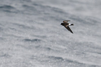 Wilson's storm petrel