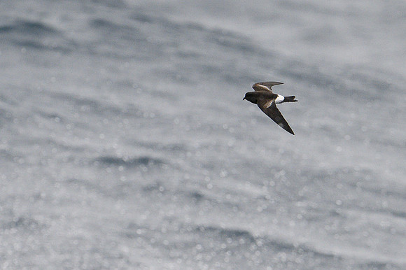 Wilson's storm petrel