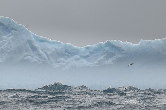 Icebergs, South Georgia