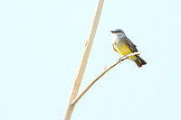 Western kingbird