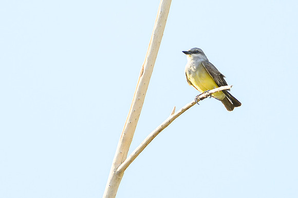 Western kingbird