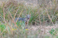 Crab-eating Fox