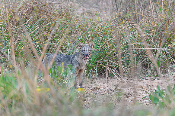 Crab-eating Fox