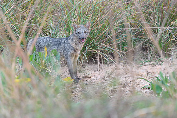 Crab-eating Fox