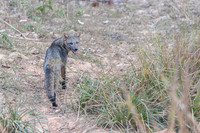 Crab-eating Fox